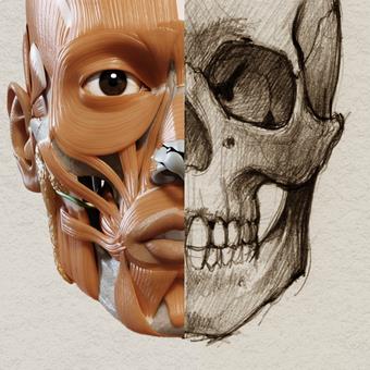 艺术家之3D解剖图(Art Anatomy) 4.3.5